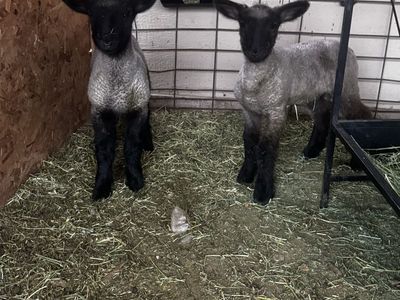 Buck lambs
