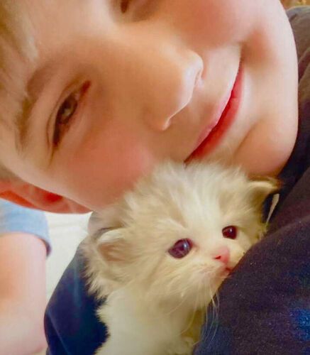 SWEET/STUNNING PUREBRED RAGDOLLS (will stay Tiny) LESS Allergenic/Sheds LESS