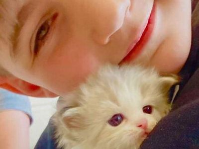 SWEET/STUNNING PUREBRED RAGDOLLS (will stay Tiny) LESS Allergenic/Sheds LESS