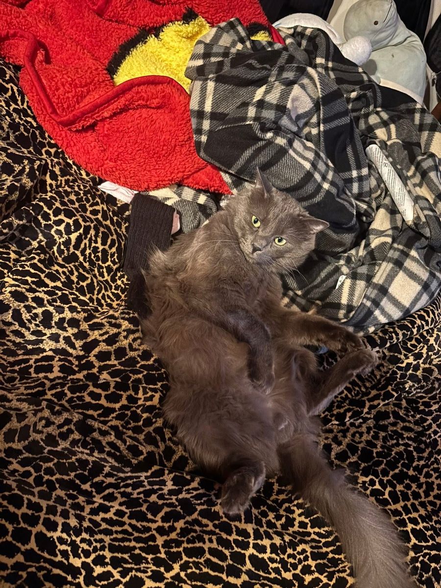 Lost My Long Gray Hair Male Cat