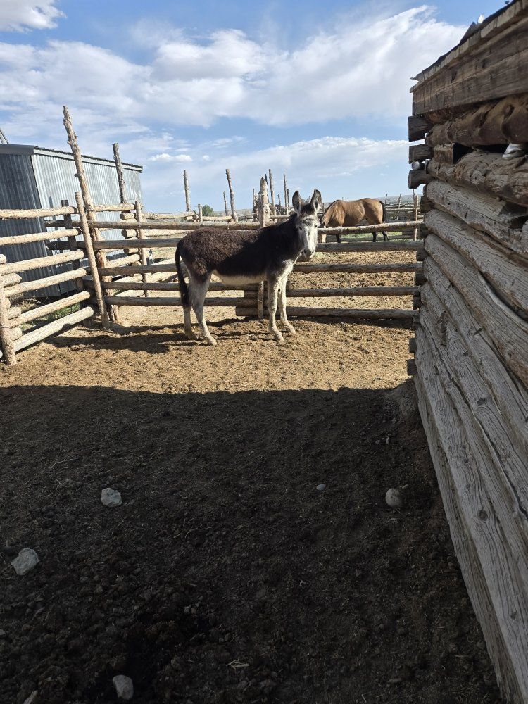 Burros