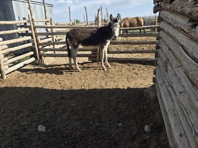 Burros