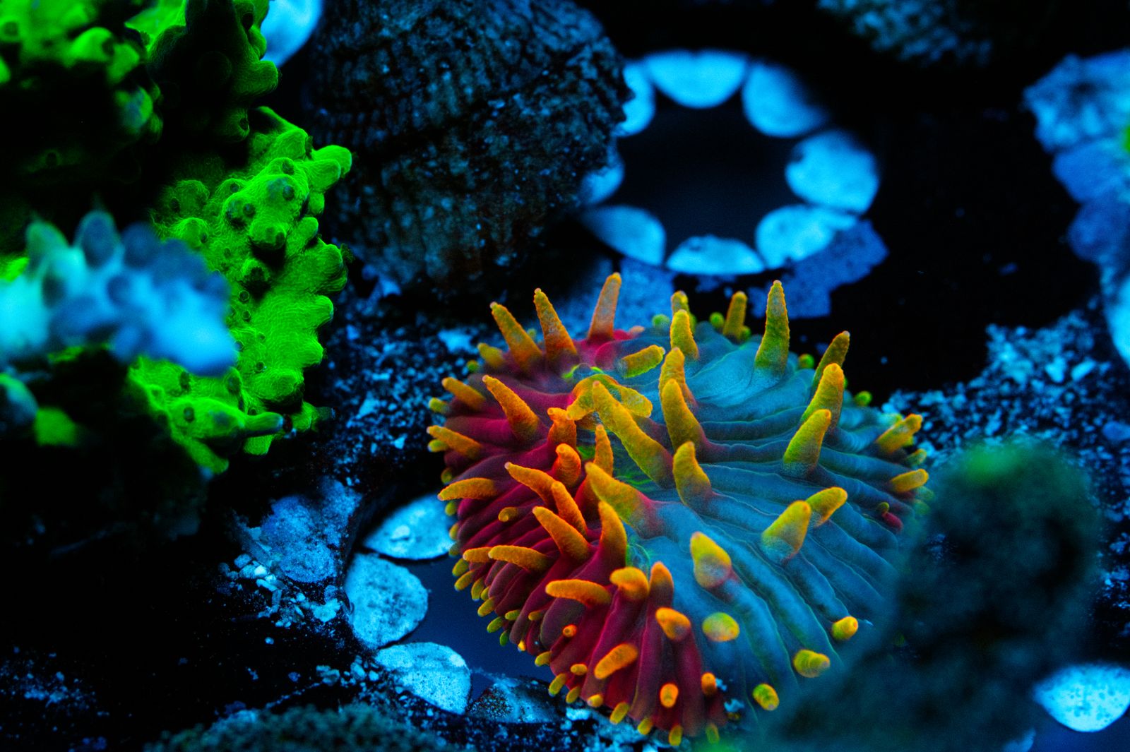 Tax Sale!  Crazy Frags Available