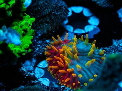 Tax Sale! Crazy Frags Available