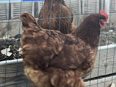 Production Red Laying Hens