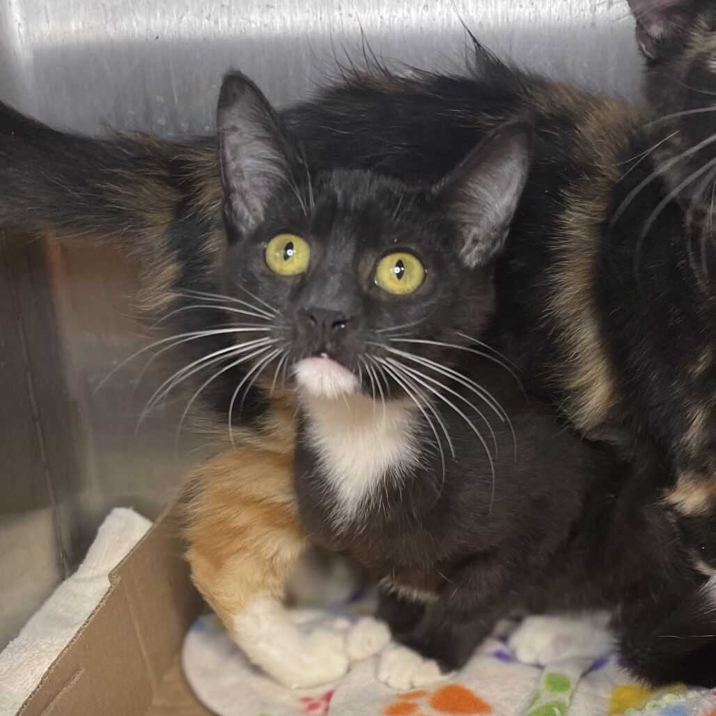 Hello my name is Juliet Capulet