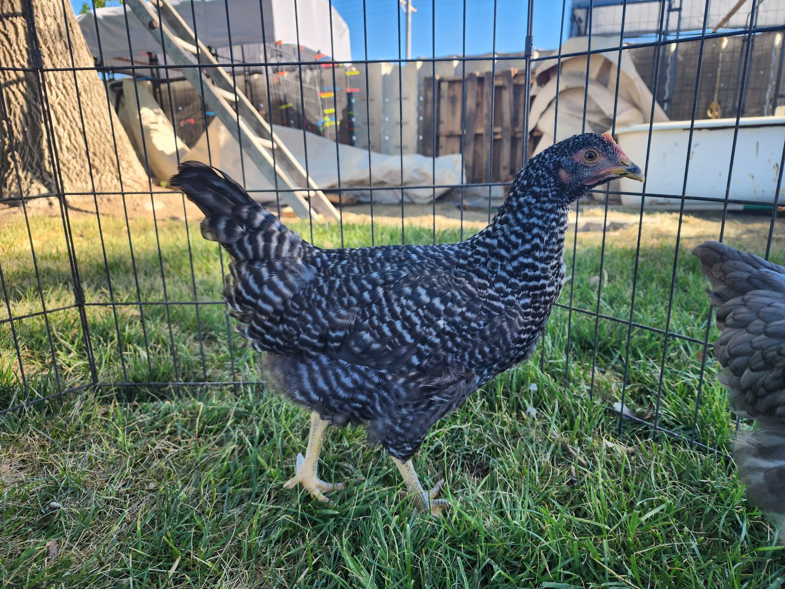 Pullets, silkies, etc.