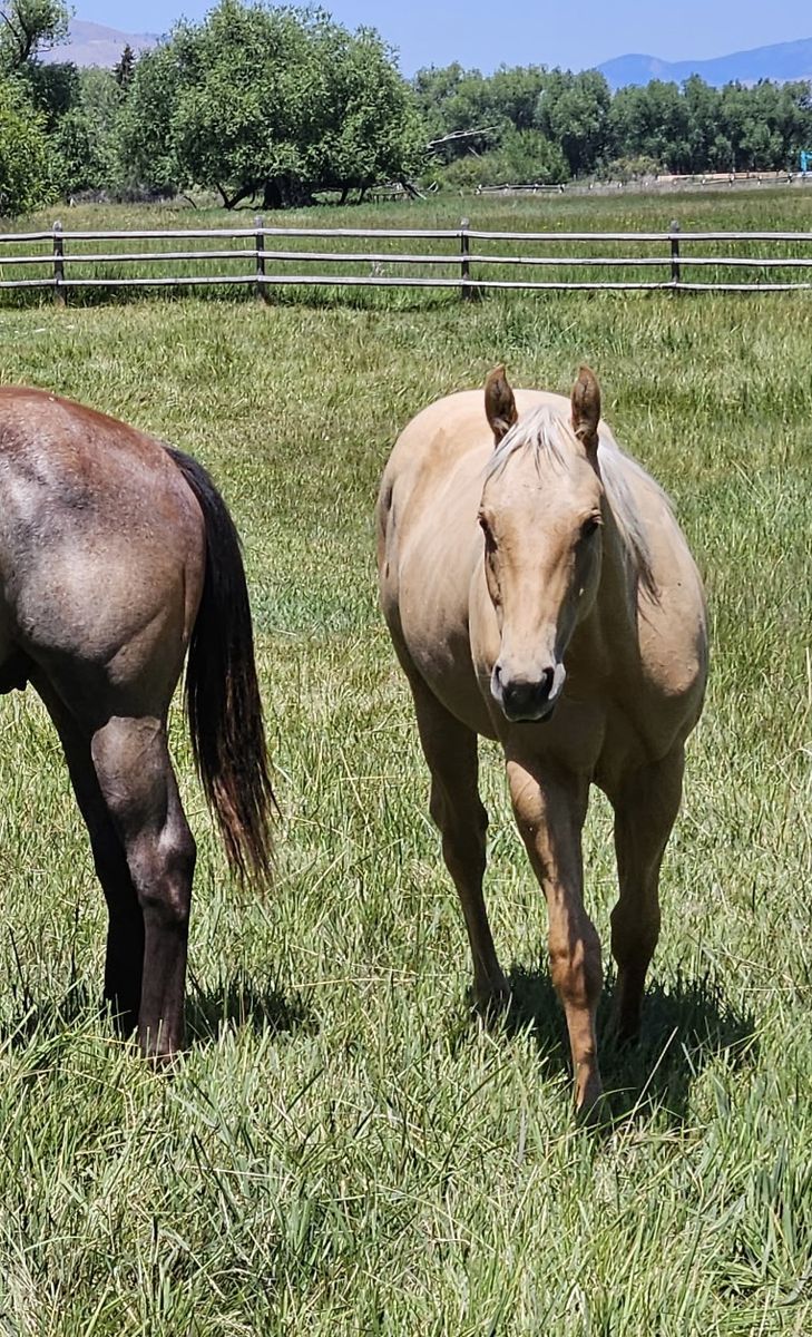 Polyester Pantalones AQHA Yearling Palomino Gelding:  He has Sass & Class.  Rodeo Queens Take Notice.