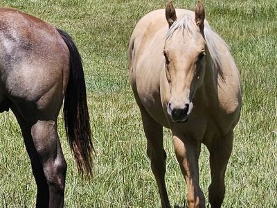 Polyester Pantalones AQHA Yearling Palomino Gelding: He has Sass & Class. Rodeo Queens Take Notice.