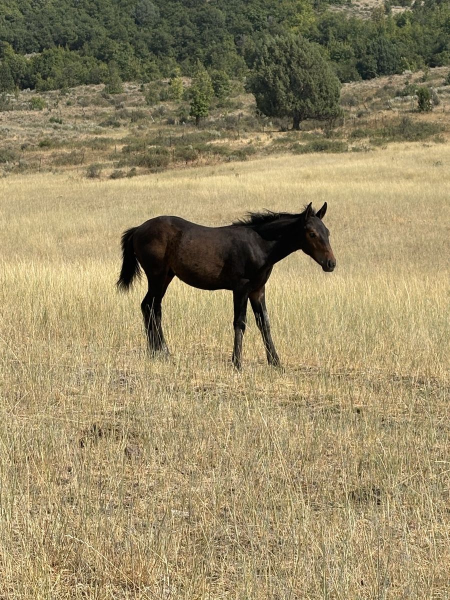 1/2 draft stud colt