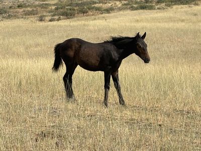 1/2 draft stud colt