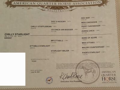 Chilly Starlight 6yr AQHA Mare