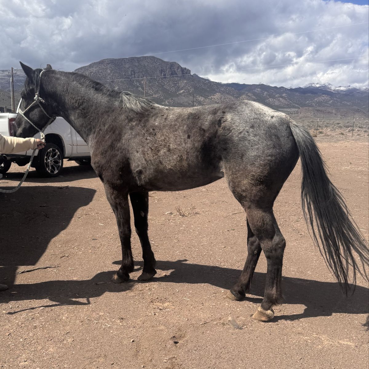 4 Year Old Blue Roan Mare Not Papered