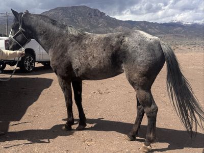 4 Year Old Blue Roan Mare Not Papered