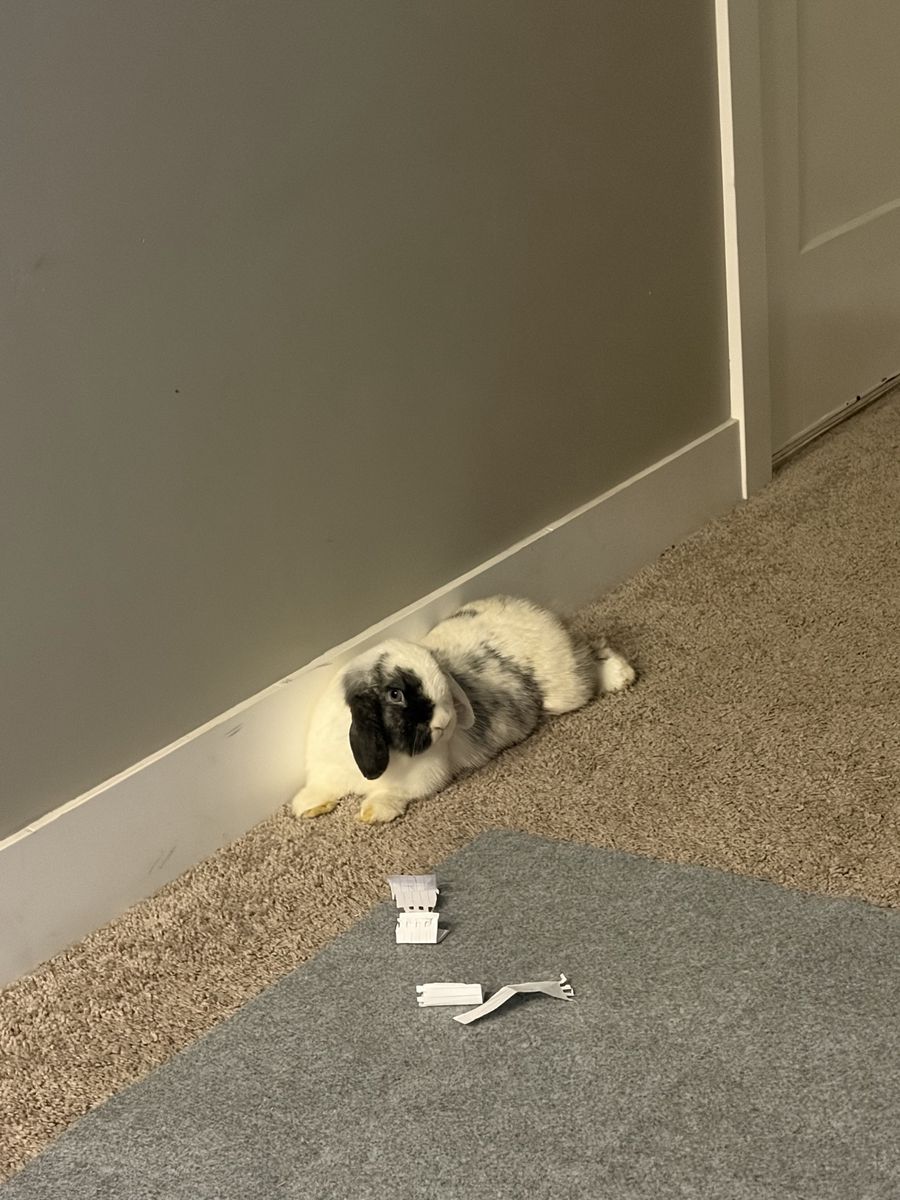 Holland lop doe