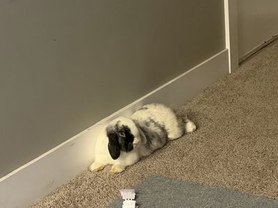 Holland lop doe