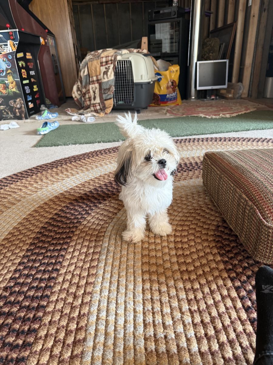 Imperial Shih Tzu