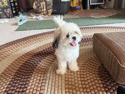 Imperial Shih Tzu