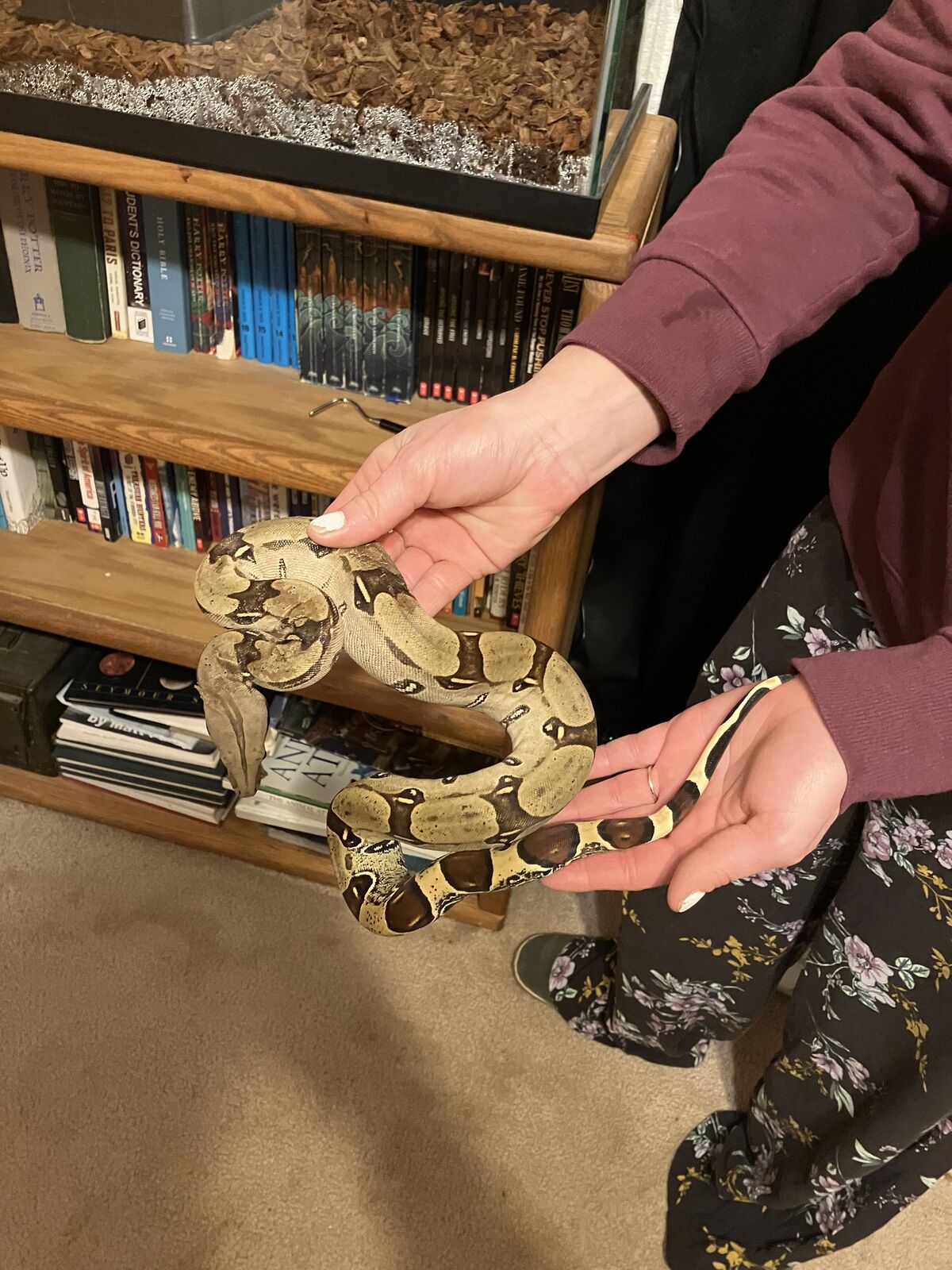 Suriname Redtail Boa 1 year old