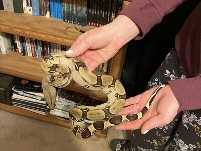 Suriname Redtail Boa 1 year old