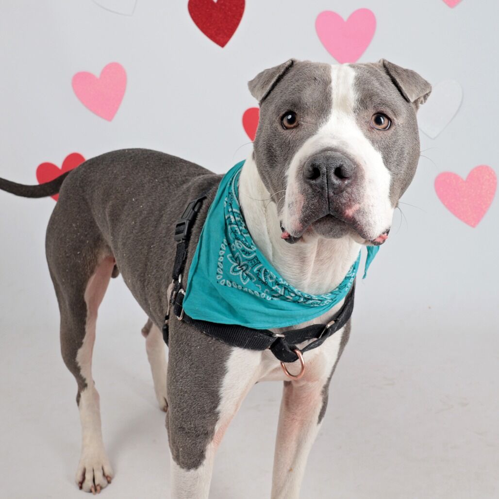 Hello my name is Lil' Ears McGee