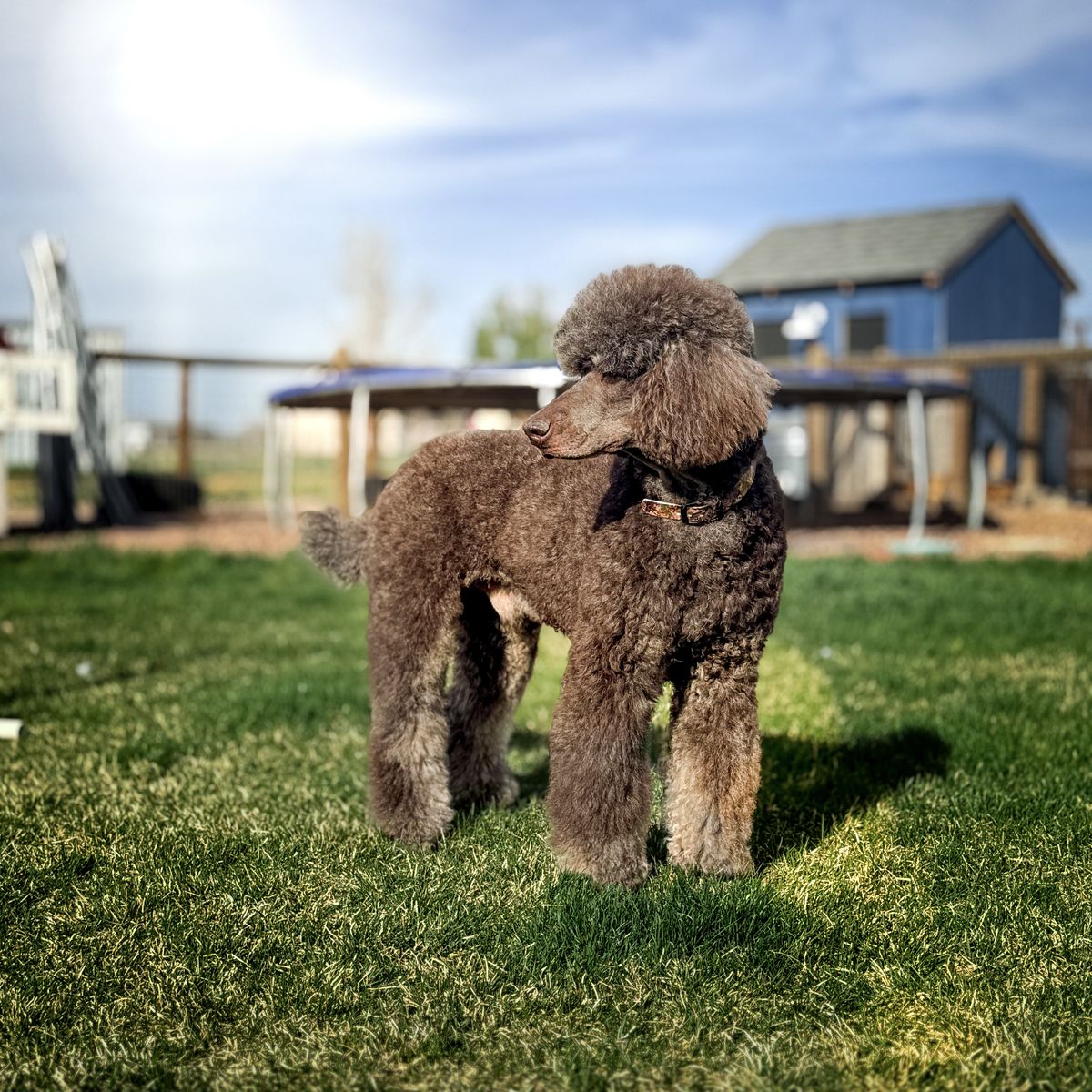 Standard Poodle Guardian Home and Stud Service (Southern Utah)