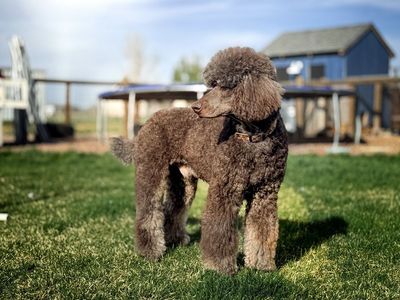 Standard Poodle Guardian Home and Stud Service (Southern Utah)