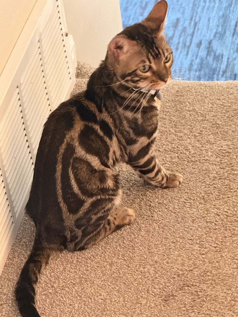 Beautiful 1-Year-Old Bengal Cat Looking for a New Home
