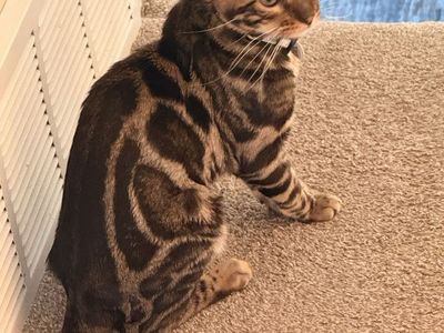 Beautiful 1-Year-Old Bengal Cat Looking for a New Home
