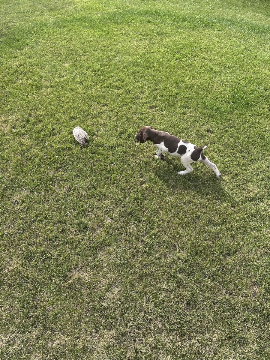 German Shorthair Pointers