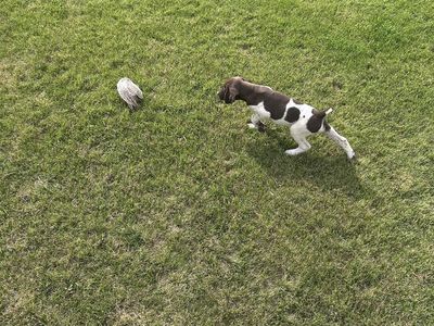 German Shorthair Pointers