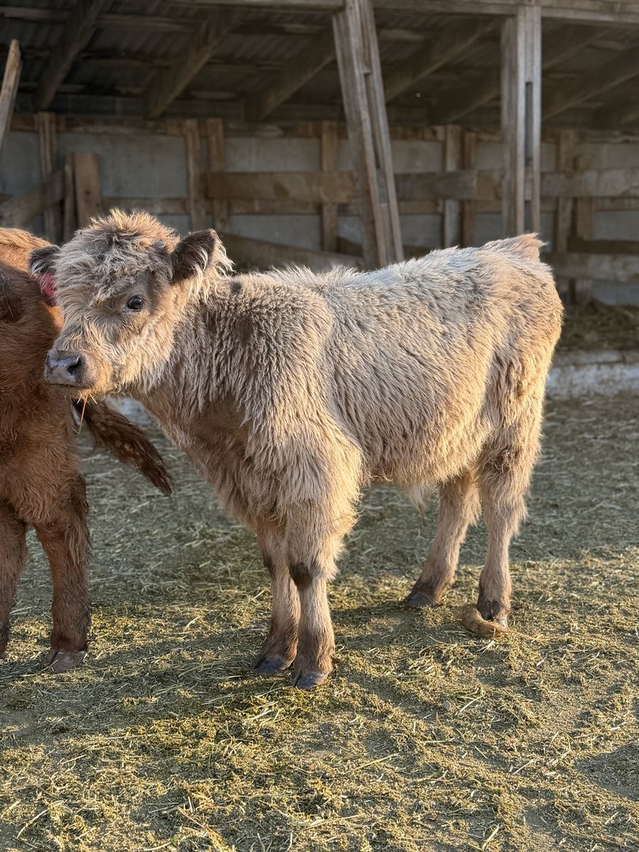 Fluffy Mini Highland Calf 