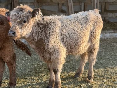 Fluffy Mini Highland Calf