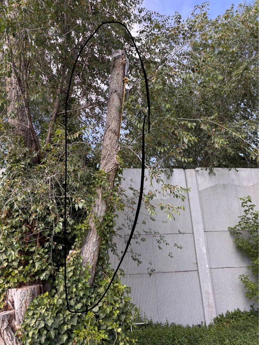 Free Very Dry Tree Trunk Read Description