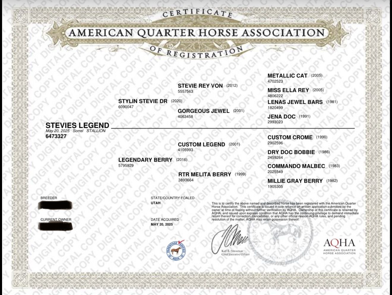 2025 Sorrel Stevie Colt