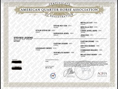 2025 Sorrel Stevie Colt