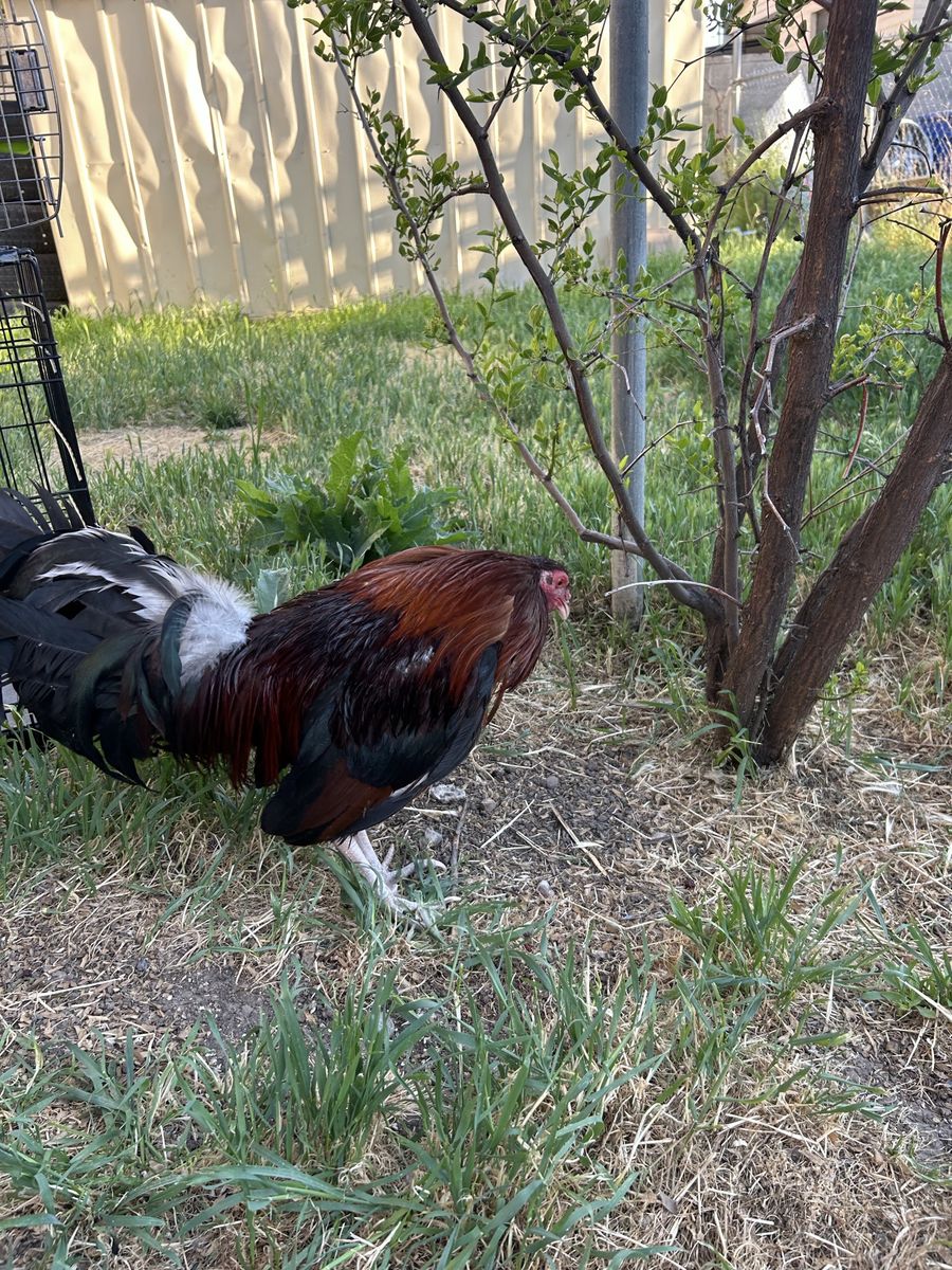 Game fowl