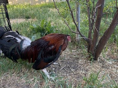 Game fowl