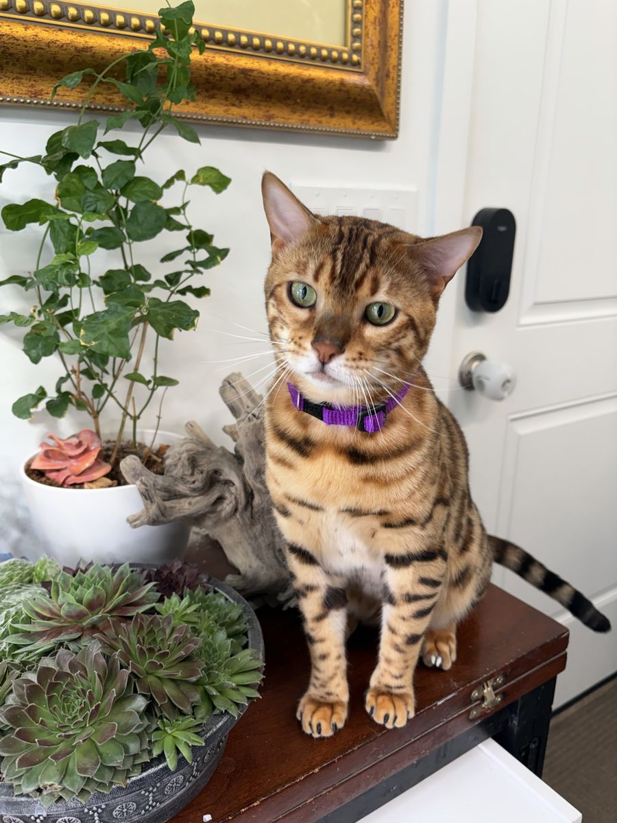10 month old male bengal purebred neutered vaccinated