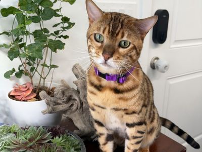 10 month old male bengal purebred neutered vaccinated