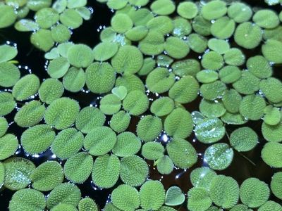 Floating Water Spangles Free