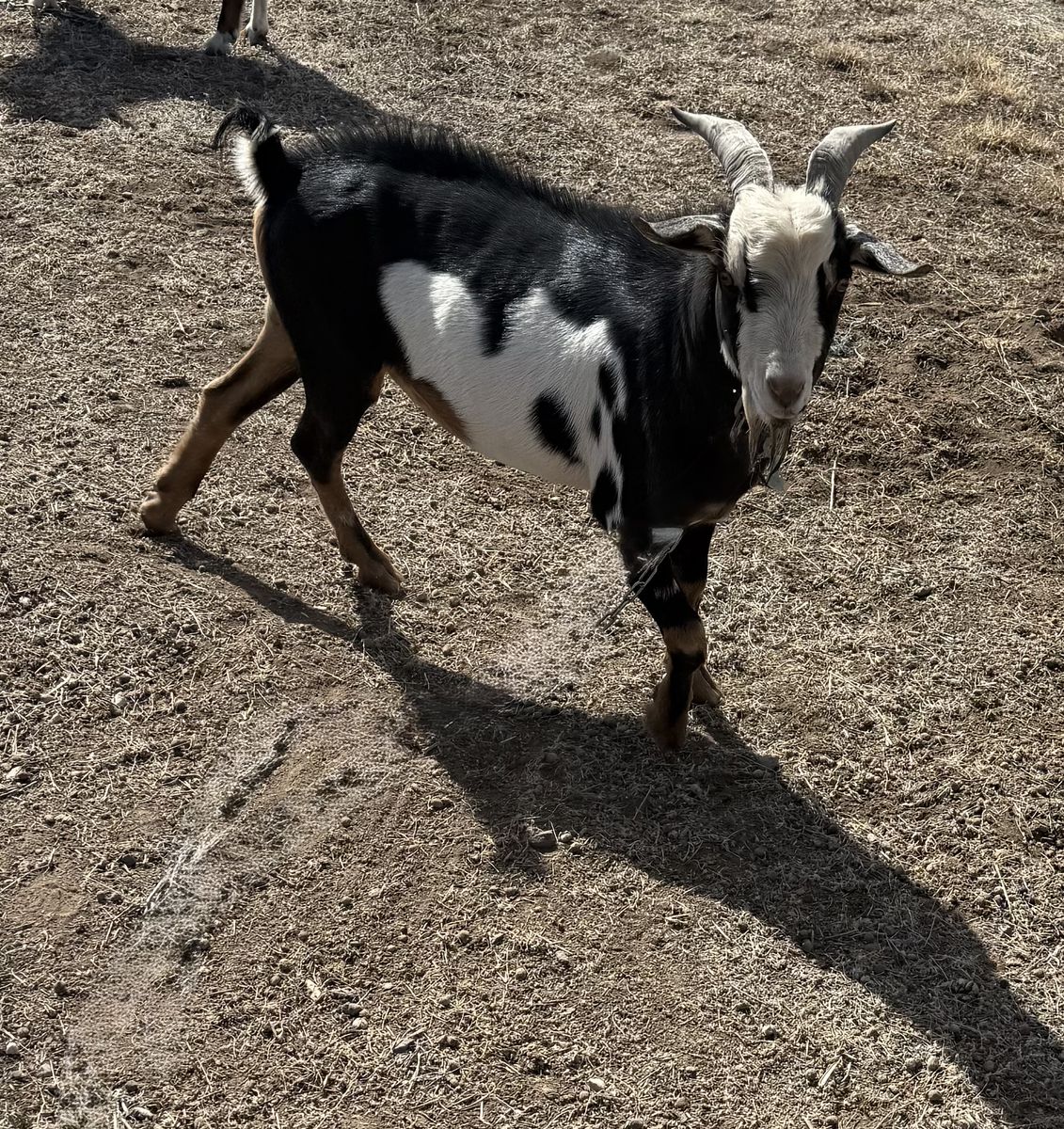 Nigerian dwarf Billy