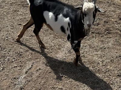 Nigerian dwarf Billy