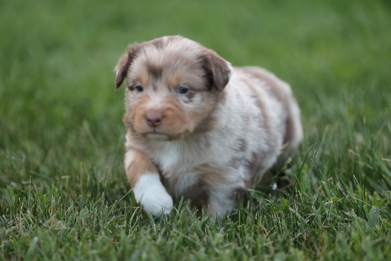 AKC/ASCA RED MERLE AUSSIE PUPPIES