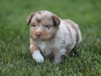 AKC/ASCA RED MERLE AUSSIE PUPPIES
