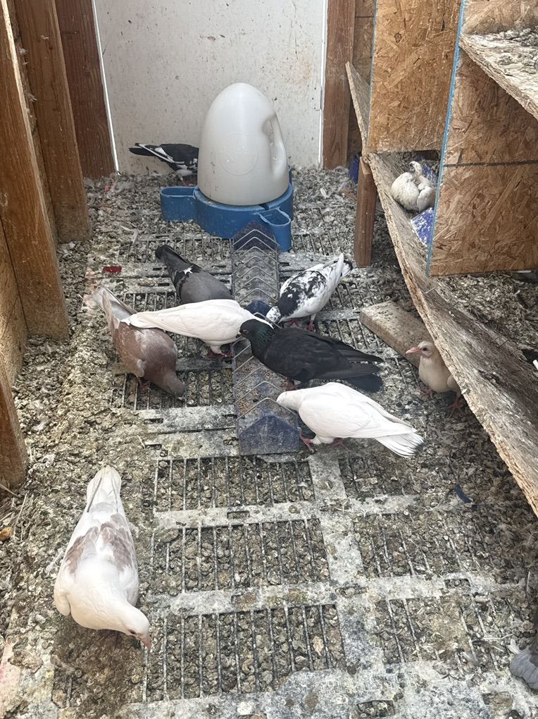 Pigeons