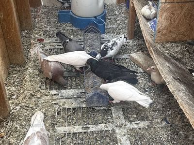 Pigeons