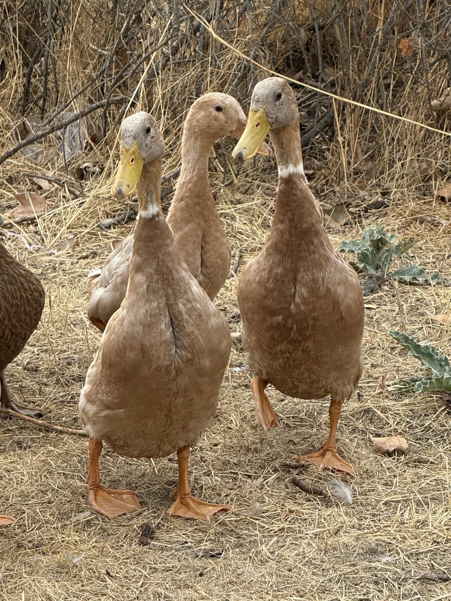 Free Fawn Runner / Buff Orpington Male Ducks 