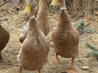 Free Fawn Runner / Buff Orpington Male Ducks
