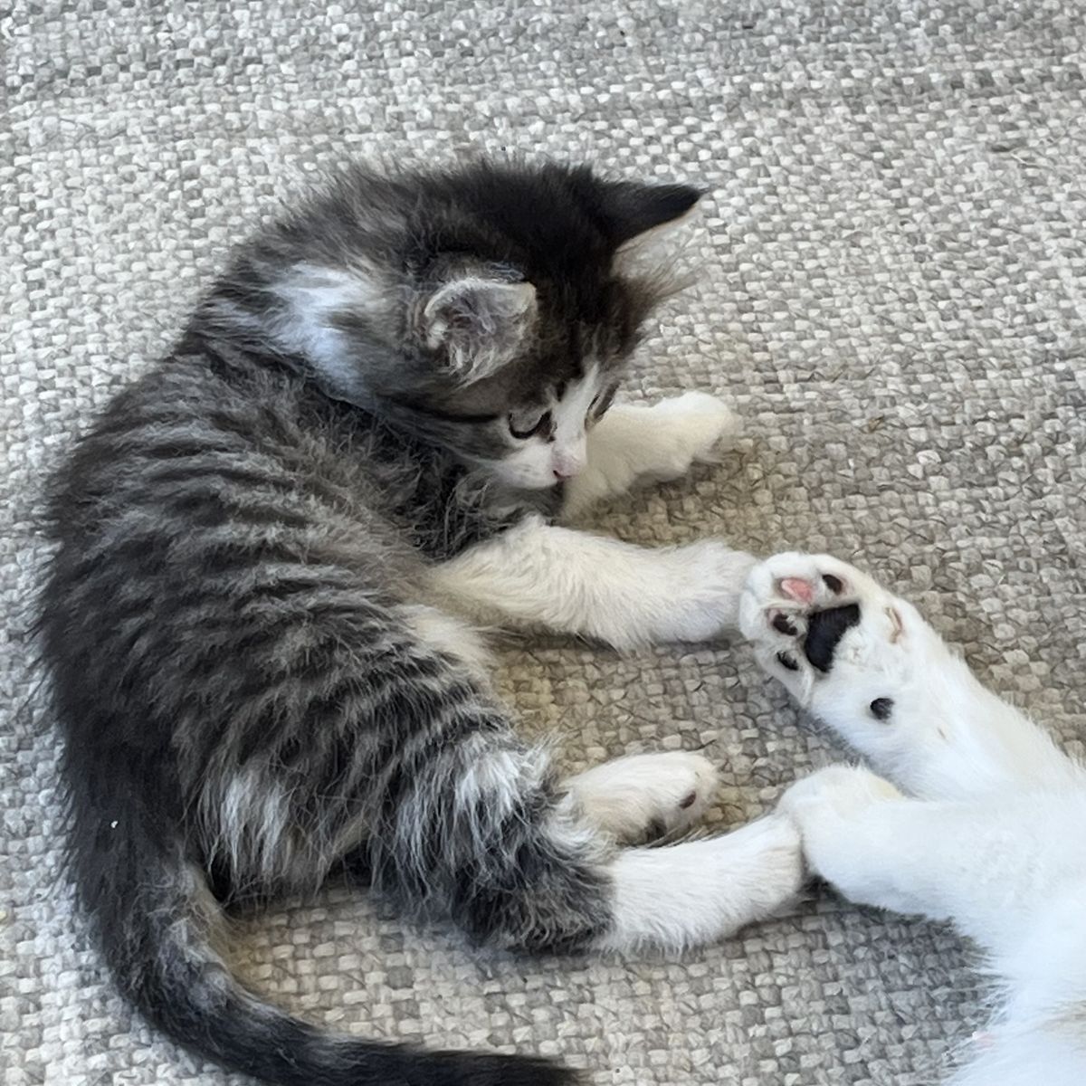 Farm Kittens